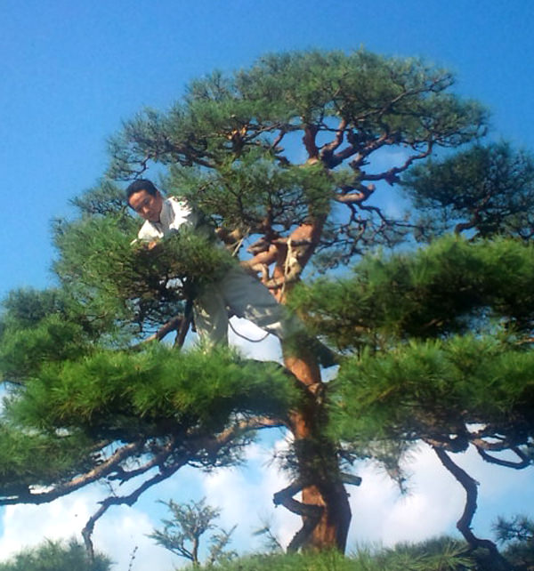 日本庭園 - 造園佐野